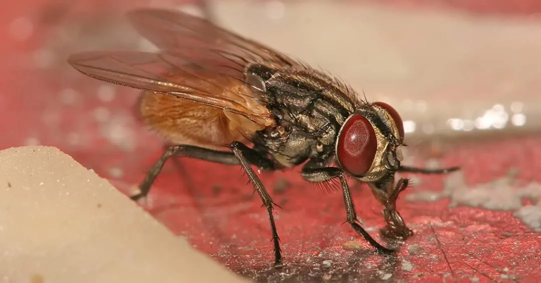 Como o DNA das moscas revela os animais escondidos em uma região